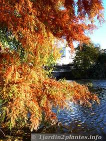 la couleur des branches du cyprès chauve devient rousse à l'automne