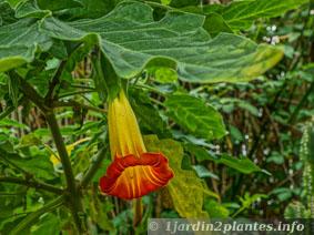 Datura tropical aux jolies fleurs dégradées de jaune et orange