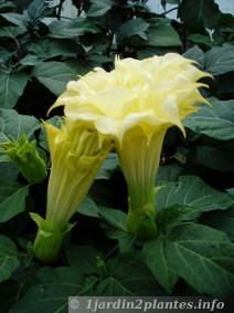 Un autre cultivar de datura à  fleur jaune