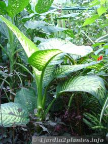 dieffenbachia en serre tropicale