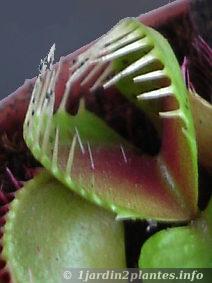 La dionée est une plante carnivore au piège à insectes remarquable