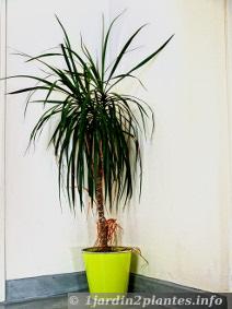 En pot, cette plante verte convient aux intérieurs peu lumineux