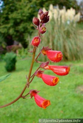fleurs d'éccrémocarpus rouge