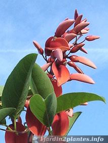 fleurs d'erythrina crista galli.
