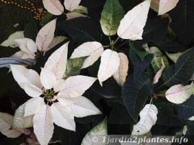 rare poinsettia à  fleurs blanches