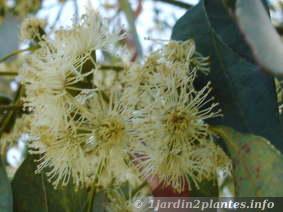 fleurs d'eucalyptus en été