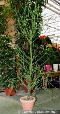 Euphorbia arahaka