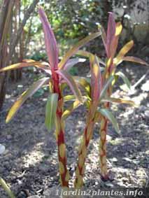 euphorbe griffithii: euphorbe décorative par ses couleurs orangées