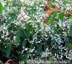 euphorbe hypericifolia 'diamond frost'