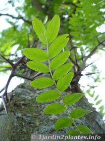 Les feuilles de févier mesurent une trentaine de centimètres