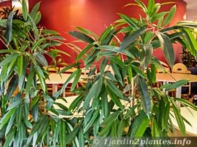 Un ficus à longues feuilles: Ficus longifolia (ou ficus alii) nommé parfois ficus à feuilles de sabre