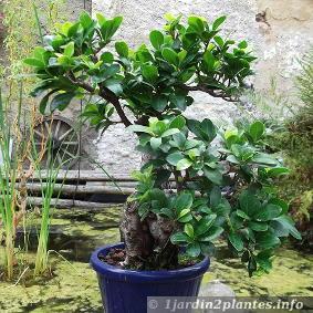 Le ficus retusa est un bonsaï recommandé pour les amateurs: facilité de culture et aspect décoratif en font un petit arbre de choix