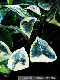 ficus à feuilles triangulaires