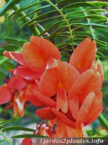 Les fleurs du flamboyant sont orange très vif