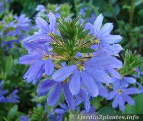 Variété de fleur évantail blue lavender