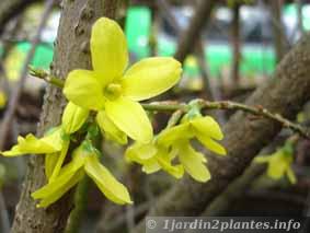 la fleur de forsythia annonce le printemps