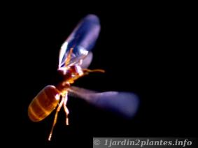 Les fourmis volantes s envolent dès les premières grosses chaleurs