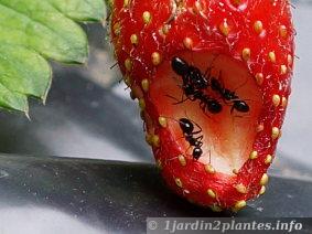 Des fourmis dans une fraise