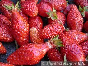Variété de fraisier Gariguette