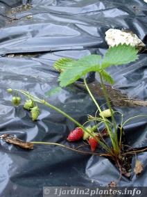 Plantation de fraisiers sur bâche plastique