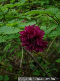 Framboisier à  fleurs doubles Rubus spectabilis 'Olympic Double'