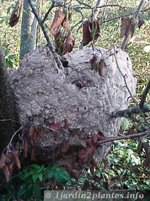 le nid du frelon asiatique