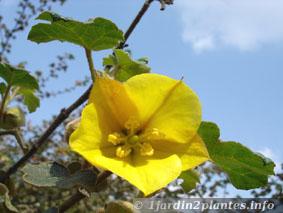 fleurs de fremontodendron en mai