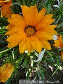 gazania orange en floraison en Août