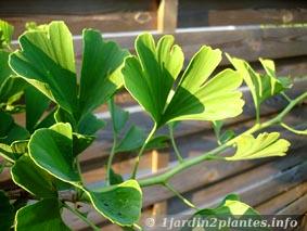 feuilles de ginkgo biloba en Juin