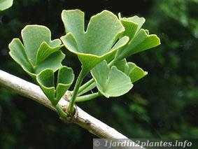 ginkgo biloba tubifolia