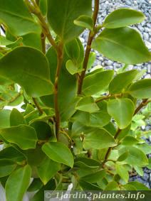 Les feuilles du griselinia sont assez charnues et luisantes