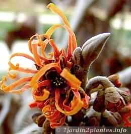 jeune fleur d'hamamelis x intermedia pallida