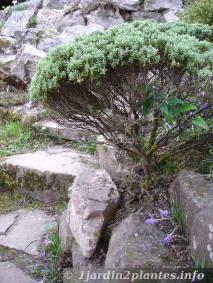 hebe pinguifolia en rocaille