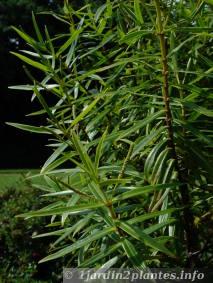 hebe salicifolia (à feuilles de saule)