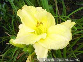 floraison en Août d'une hémérocalle jaune