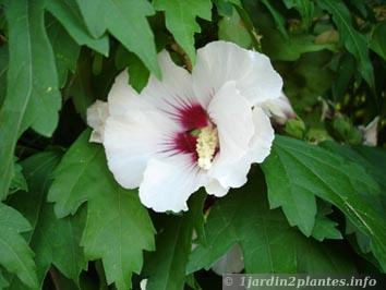 Althéa ou hibiscus simple blanc