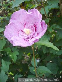 Althéa ou hibiscus double plein Sud dans le Nord de la France