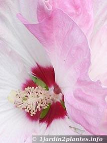 hibiscus moscheutos blanc en Octobre