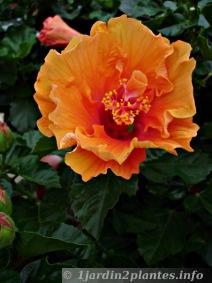 hibiscus orange à  cÅ“ur rose