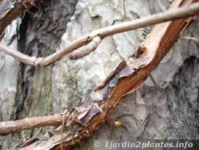 hortensia grimpant tronc
