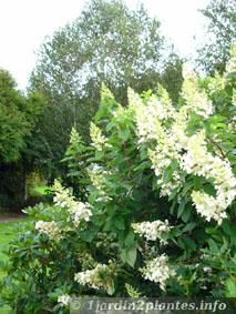 hydrangea arborescent annabelle en été