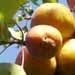 L'abricotier est un arbre fruitier adapté à toutes régions