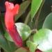 Belle plante verte en suspension: l'aeschynanthus