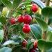 un arbrisseau aux fruits acidulés de la famille des Ericacées: l'airelle rouge