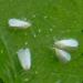 Les aleurodes ou mouches blanches parasitent les plantes surtout en culture intensive