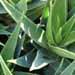 Une plante médicinale : l'aloe vera aussi utilisé comme plante d'intérieur.