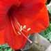 Une plante à bulbe à fleur: l'amaryllis