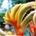 L'anigozanthos est une plante cultivée pour sa floraison spectaculaire et très colorée