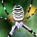 Les araignées sont de redoutables prédateurs au jardin et aident le jardinier à se débarrasser de certains nuisibles