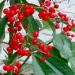 un arbuste d'intérieur ou de sous-bois aux baies décoratives en hiver: l'ardisia crenata